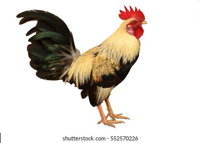 Red Junglefowl Gallus Galluswild Chickens On Stock Photo 552570226 ...