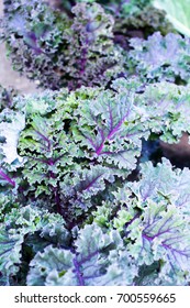 Red Kale Leaves Or Russian Kale In Garden