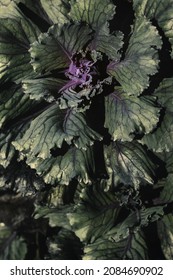 Red Kale Leaves Or Russian Kale In Nature.