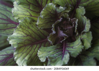 Red Kale Leaves Or Russian Kale In Nature.