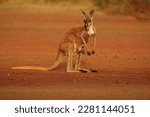 The red kangaroo in desert or bush. Osphranter rufus is the largest of all kangaroos, the largest terrestrial mammal native to Australia, and the largest extant marsupial.