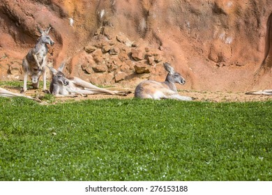 Red Kangaroo Group, Megaleia Rufa