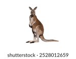 red kangaroo isolated on white background