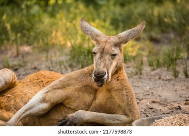 The red kangaroo is the largest of all kangaroos, the largest terrestrial mammal native to Australia, and the largest extant marsupial.