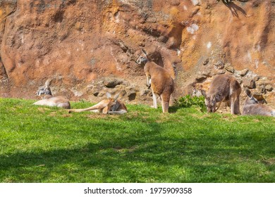 Red Kangaroo Lying On A Meadow In The Grass In A Group. Behind The Kangaroo Is A Brown Wall.