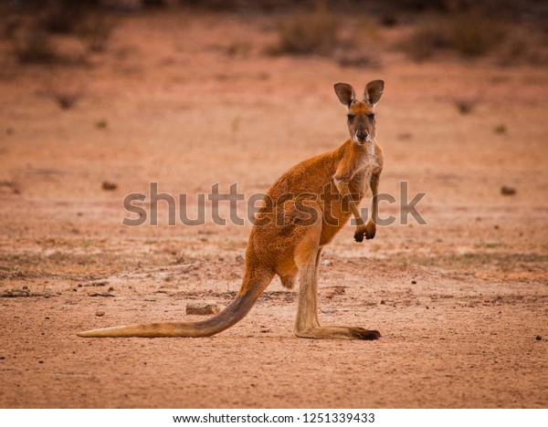 Red kangaroo (Macropus rufus) in the desert\
looking at the camera. Largest of all kangaroos and largest\
terrestrial mammal native to Australia.\
