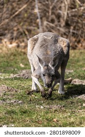 The red kangaroo, Macropus rufus is the largest of all kangaroos, the largest terrestrial mammal native to Australia, and the largest extant marsupial.