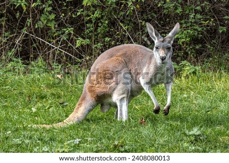 The red kangaroo, Macropus rufus is the largest of all kangaroos, the largest terrestrial mammal native to Australia, and the largest extant marsupial.