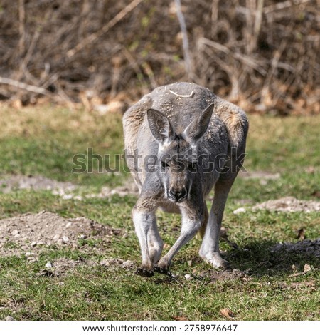 The red kangaroo, Macropus rufus is the largest of all kangaroos, the largest terrestrial mammal native to Australia, and the largest extant marsupial.