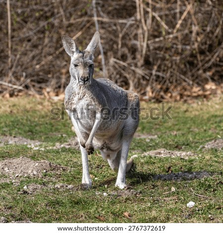 The red kangaroo, Macropus rufus is the largest of all kangaroos, the largest terrestrial mammal native to Australia, and the largest extant marsupial.