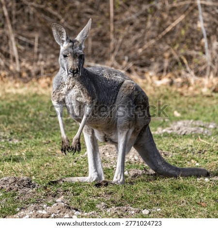 The red kangaroo, Macropus rufus is the largest of all kangaroos, the largest terrestrial mammal native to Australia, and the largest extant marsupial.