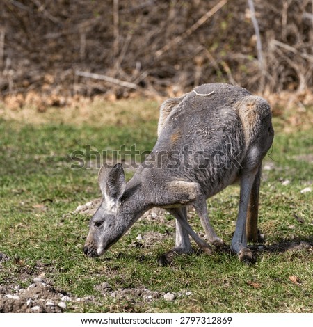 The red kangaroo, Macropus rufus is the largest of all kangaroos, the largest terrestrial mammal native to Australia, and the largest extant marsupial.