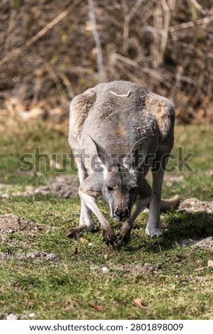 The red kangaroo, Macropus rufus is the largest of all kangaroos, the largest terrestrial mammal native to Australia, and the largest extant marsupial.