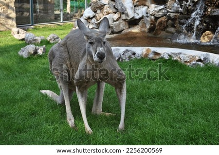 Red kangaroo (Macropus rufus) portrait