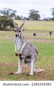 The Red kangaroo (Macropus rufus), which is the largest of all kangaroos, the largest terrestrial mammal native to Australia, and the largest extant marsupial. 