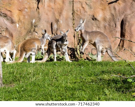 Red Kangaroo Megaleia Rufa Is One Of The Biggest Kangaroos Red Kangaroo Megaleia Rufa Is One Of The Biggest Kangaroos