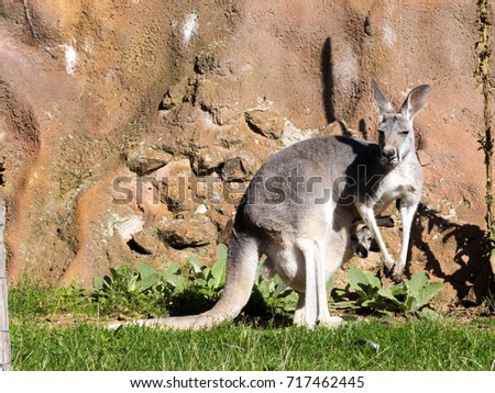 Red Kangaroo Megaleia Rufa Is One Of The Biggest Kangaroos Red Kangaroo Megaleia Rufa Is One Of The Biggest Kangaroos