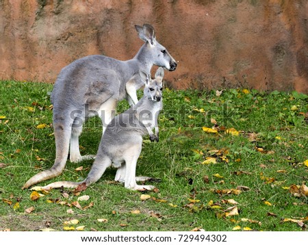 Red Kangaroo Megaleia Rufa Is One Of The Biggest Kangaroos Red Kangaroo Megaleia Rufa Is One Of The Biggest Kangaroos