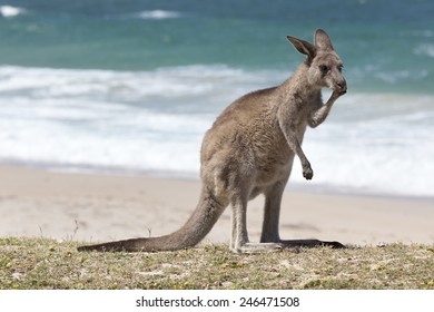 6,795 Kangaroo beach Images, Stock Photos & Vectors | Shutterstock