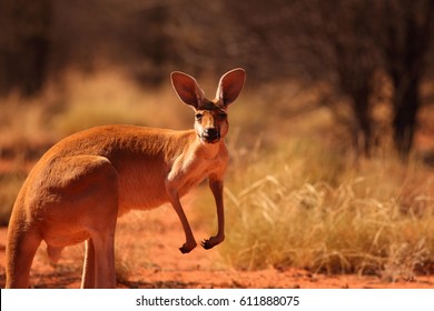 A Red Kangaroo On The Red Desert Sand Of Outback Central Australia.