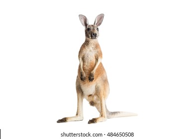 Red kangaroo on white background.