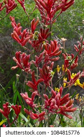 Red Kangaroo Paw Flower (Australian Wildflower - Anigozanthos pulcherrimus) close-up. Floral emblem of Australia