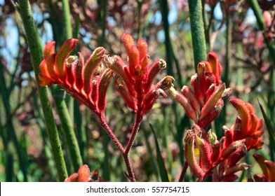 Red Kangaroo Paw flowers, Anigozanthos. Australian native wildflower.