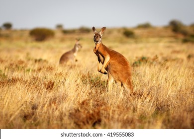 Красный кенгуру, стоящий на лугах в австралийской глубинке