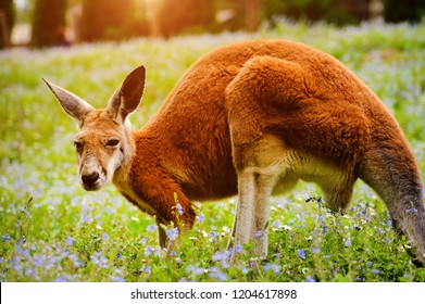 15,252 Red kangaroo Images, Stock Photos & Vectors | Shutterstock