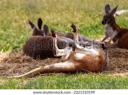 Red kangaroos. Laying down. Feet in the air. Funny. Cute. Wild animals. Kangaroo. Marsupial. Private zoo. Outdoor enclosure. Caged. Captivity. Conservation.