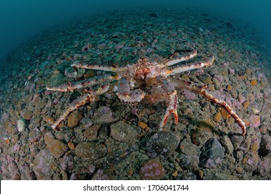 Red King Crab (Paralithodes Camtschaticus)