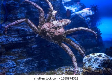 Red King Crab Underwater. Paralithodes Camtschaticus.