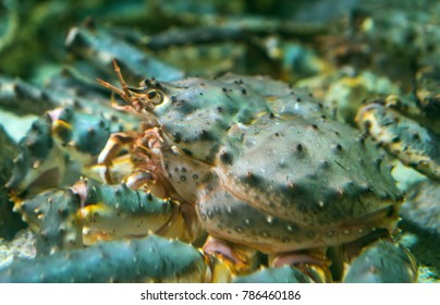 Red King Crab Underwater. Paralithodes Camtschaticus.