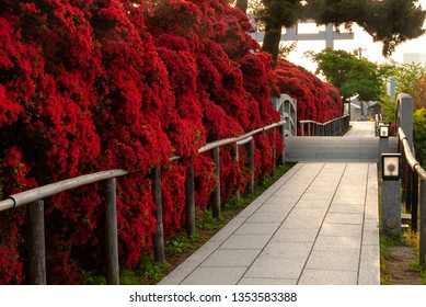 躑躅 High Res Stock Images Shutterstock