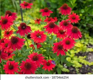 Red Kismet Coneflowers, Echinacea, With Chartreuse Creeping