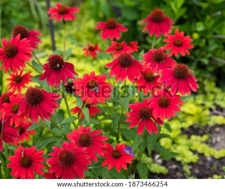 Red kismet coneflowers, echinacea, with chartreuse creeping
