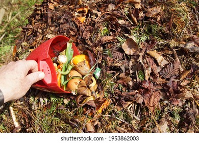 Red kitchen compost bin with kitchen waste such as egg shells, banana peel, mandarin peel, tea bags, is emptied onto the compost pile with many withered leaves. Spring, April, Dutch, garden, Holland