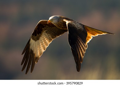 Red Kite