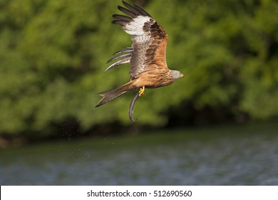 Red Kite