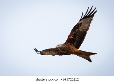 Red Kite