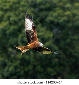 Red Kite, Bird Of Prey In Flight