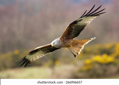 A Red Kite, Bird Of Prey In Flight Over A Meadow.