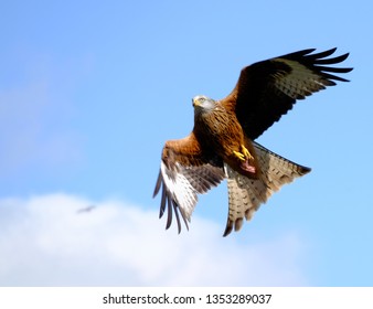 Red Kite Bird Wales