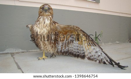 Red kite collided with power lines.
bird of prey has dry gangrene in its right wing and left leg.
exotic veterinarian takes care of a injured predatory bird.
wildlife vet.
Veterinary medicine