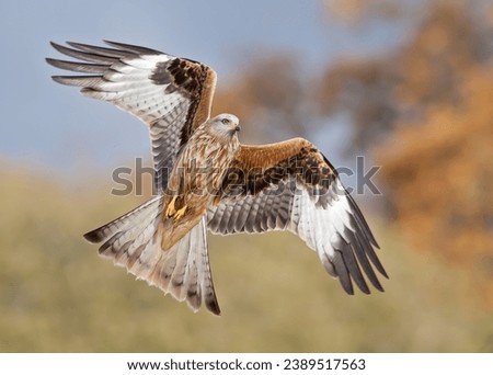 Red Kite displaying tail and wings