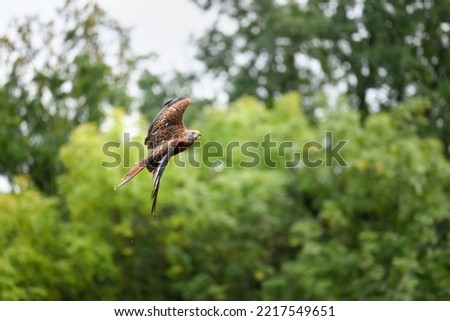 The Red Kite flies over the fields and looks out for prey.