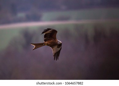 Red Kite in flight