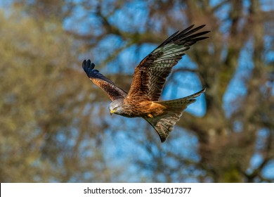 Red Kite In Flight