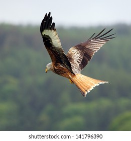 Red Kite in flight above the hills of Laurieston in Dumfrieshire, Scotland.