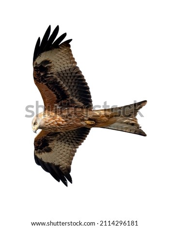 Similar – Image, Stock Photo Awesome bird of prey in flight